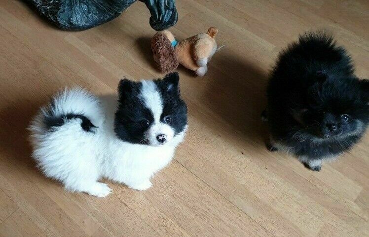Pomeranian Zwergspitz Welpen