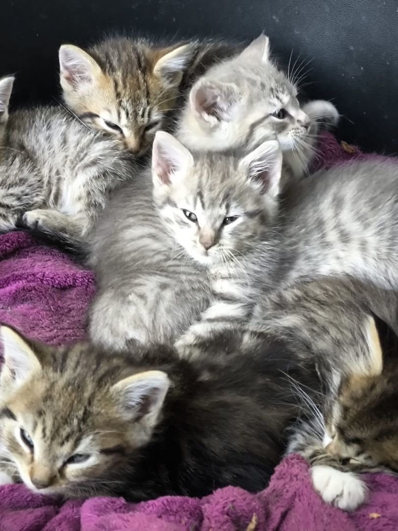 Bildschöne Rassekatzen Mix Babys