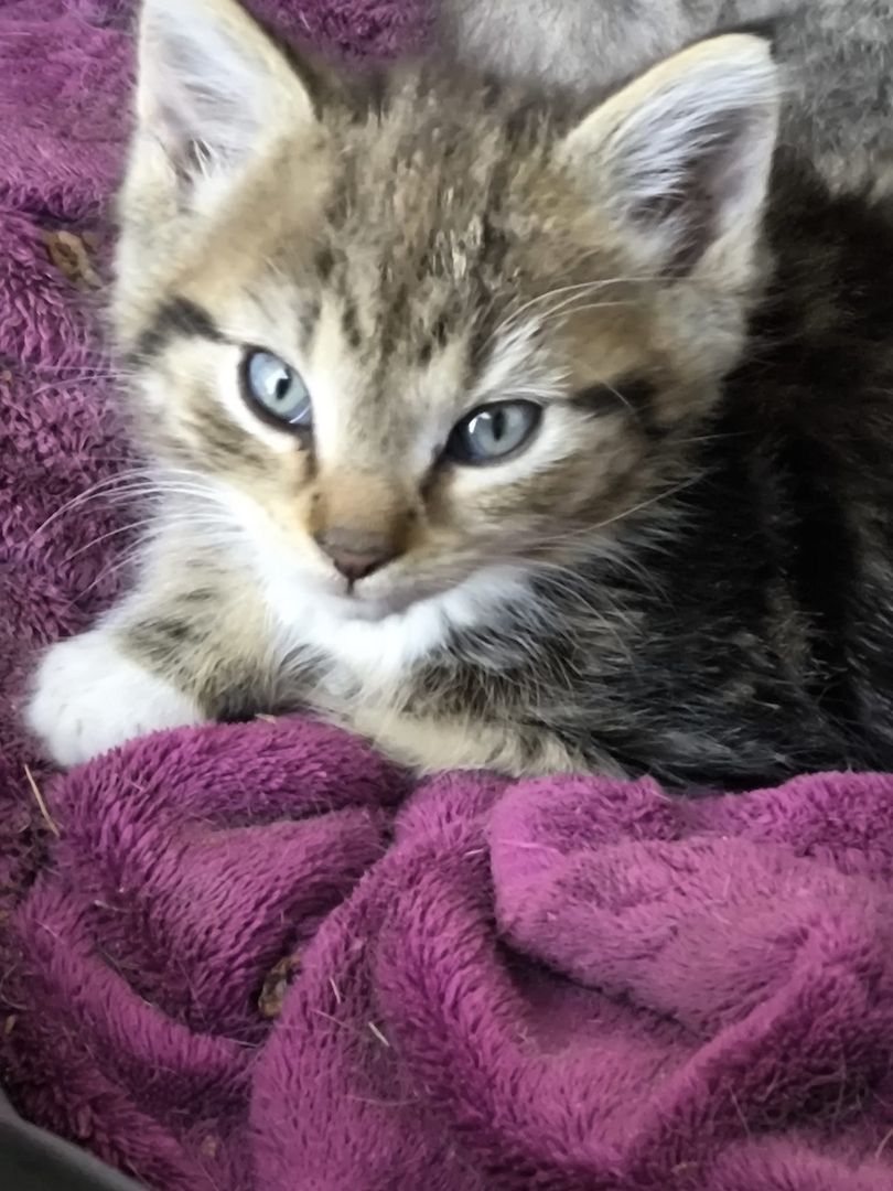 Bildschöne Rassekatzen Mix Babys