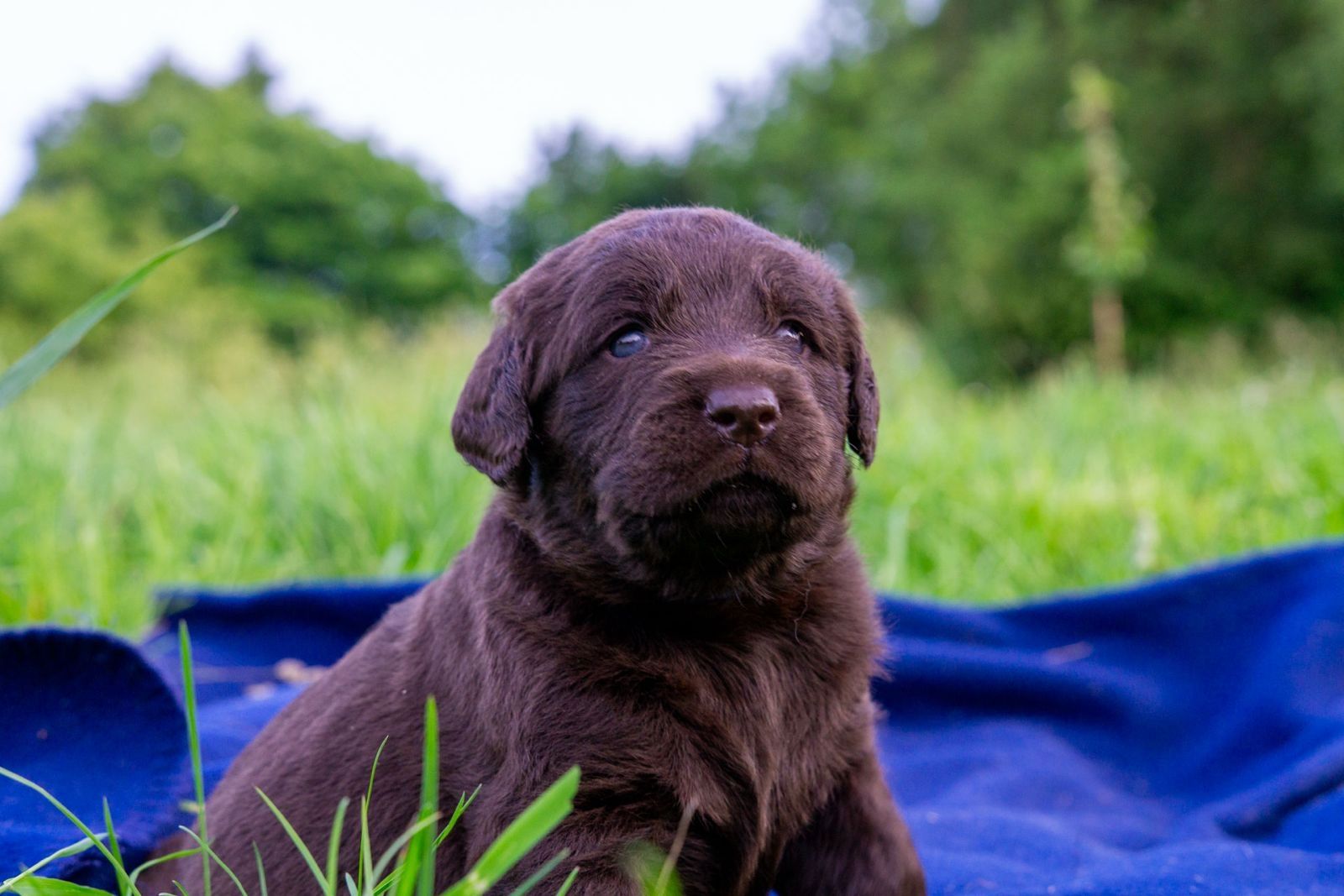 Labradoodle Welpen an beste Hände abzugeben