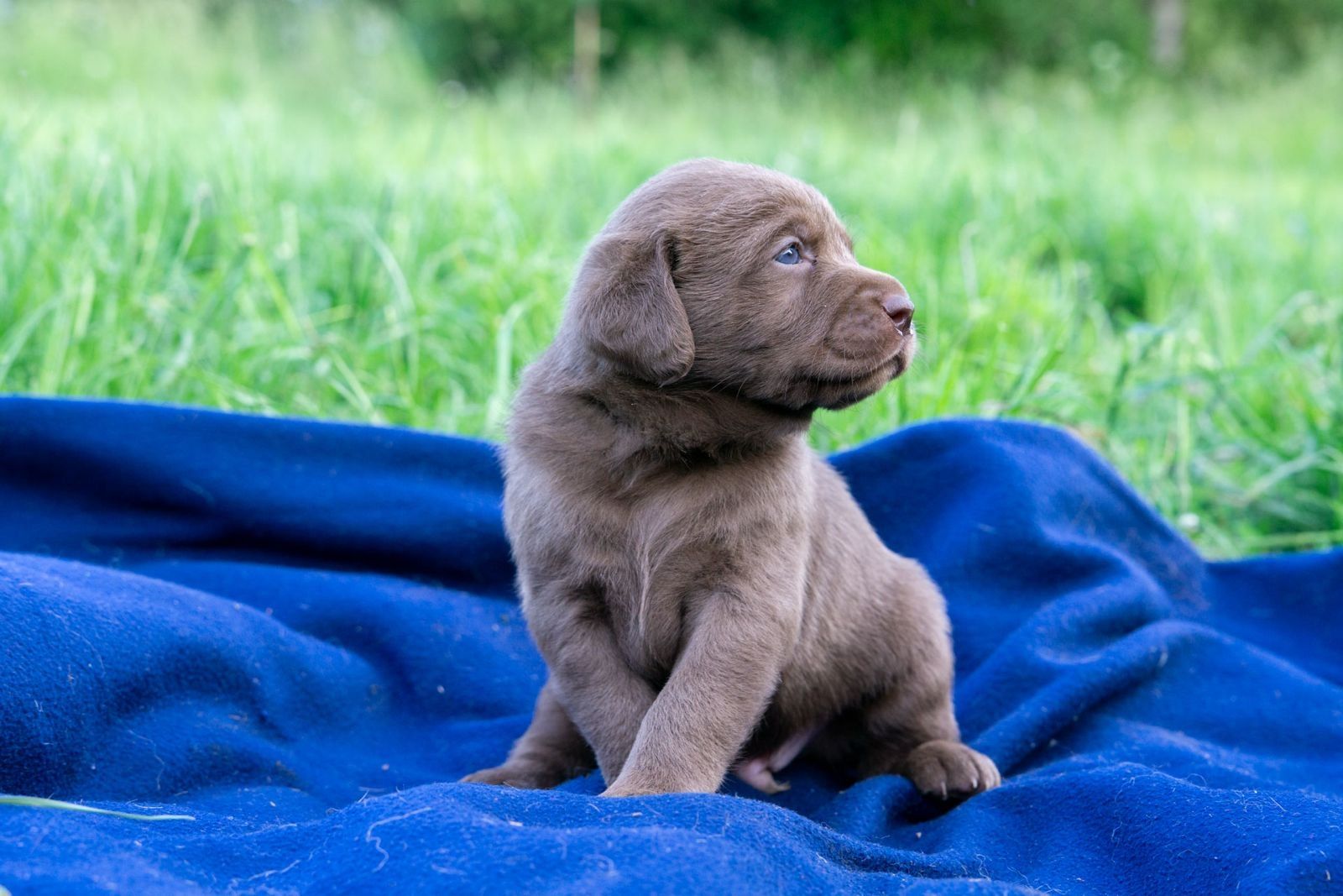 Labradoodle Welpen an beste Hände abzugeben