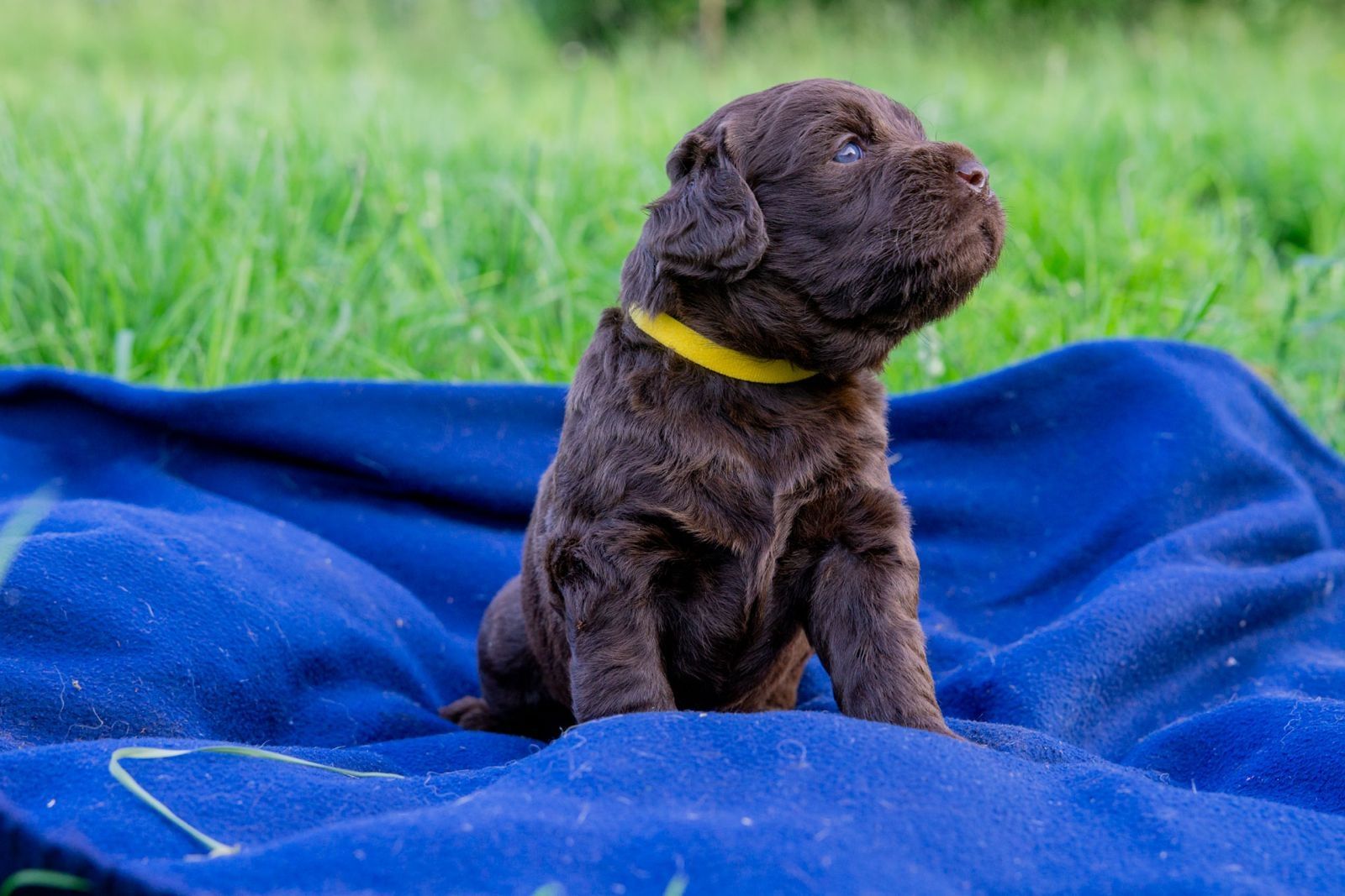Labradoodle Welpen an beste Hände abzugeben