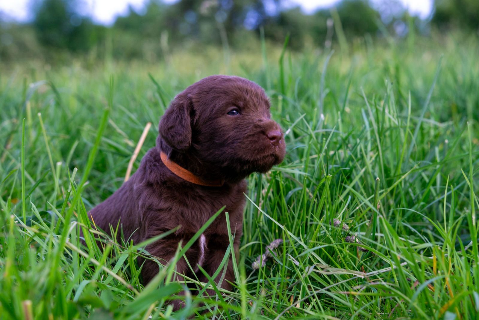 Labradoodle Welpen an beste Hände abzugeben