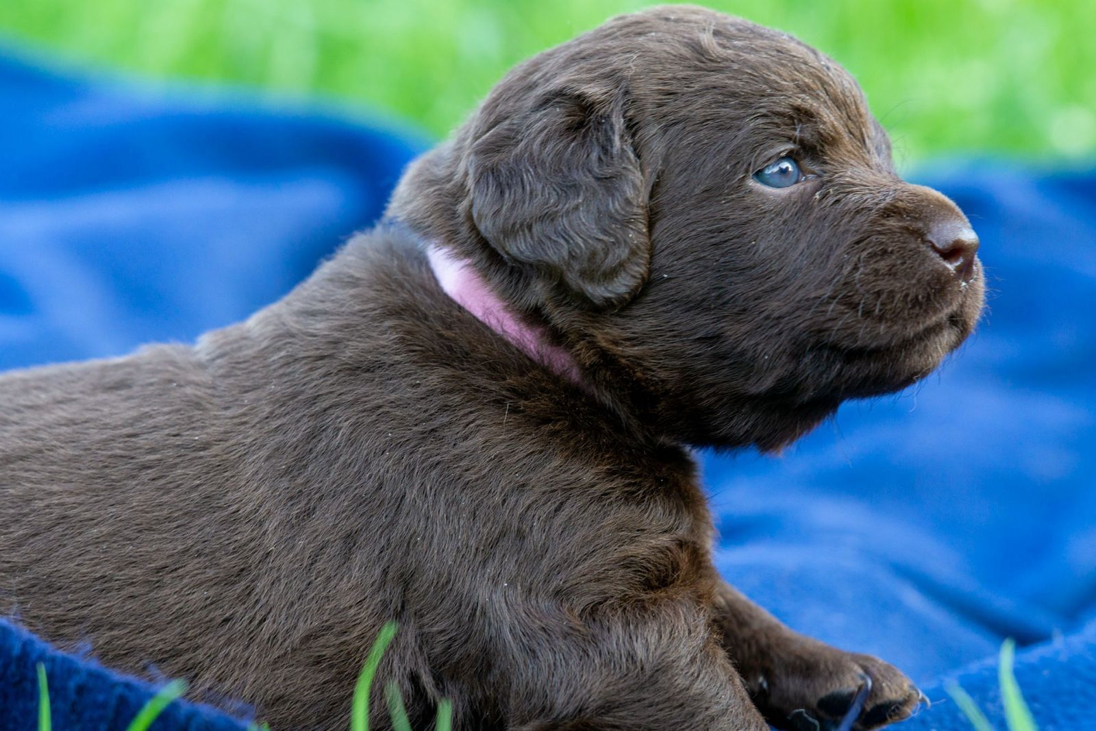 Labradoodle Welpen an beste Hände abzugeben