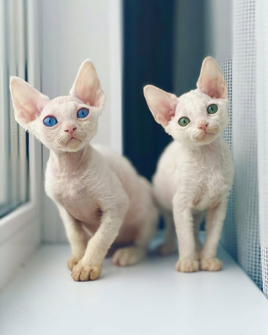 Devon Rex Kätzchen