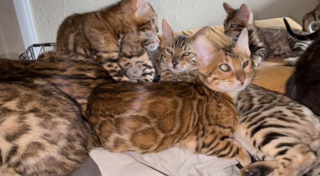 wunderschöne Bengalkatzen