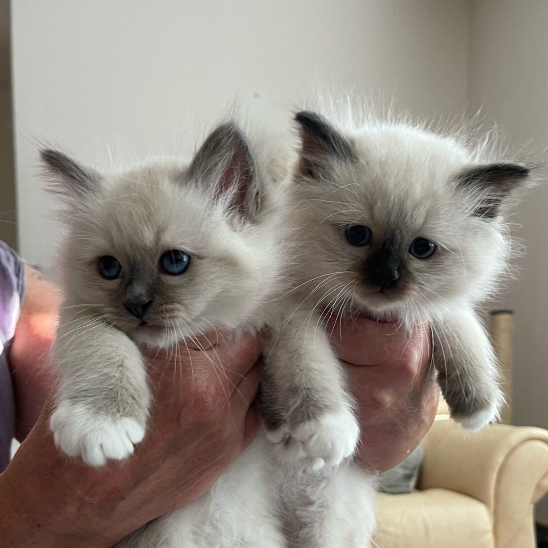 Liebevolle Birma-Kätzchen