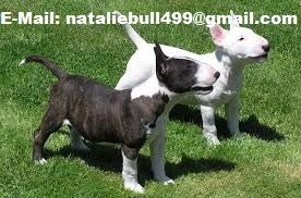 Mini Bull Terrier welpen m.w