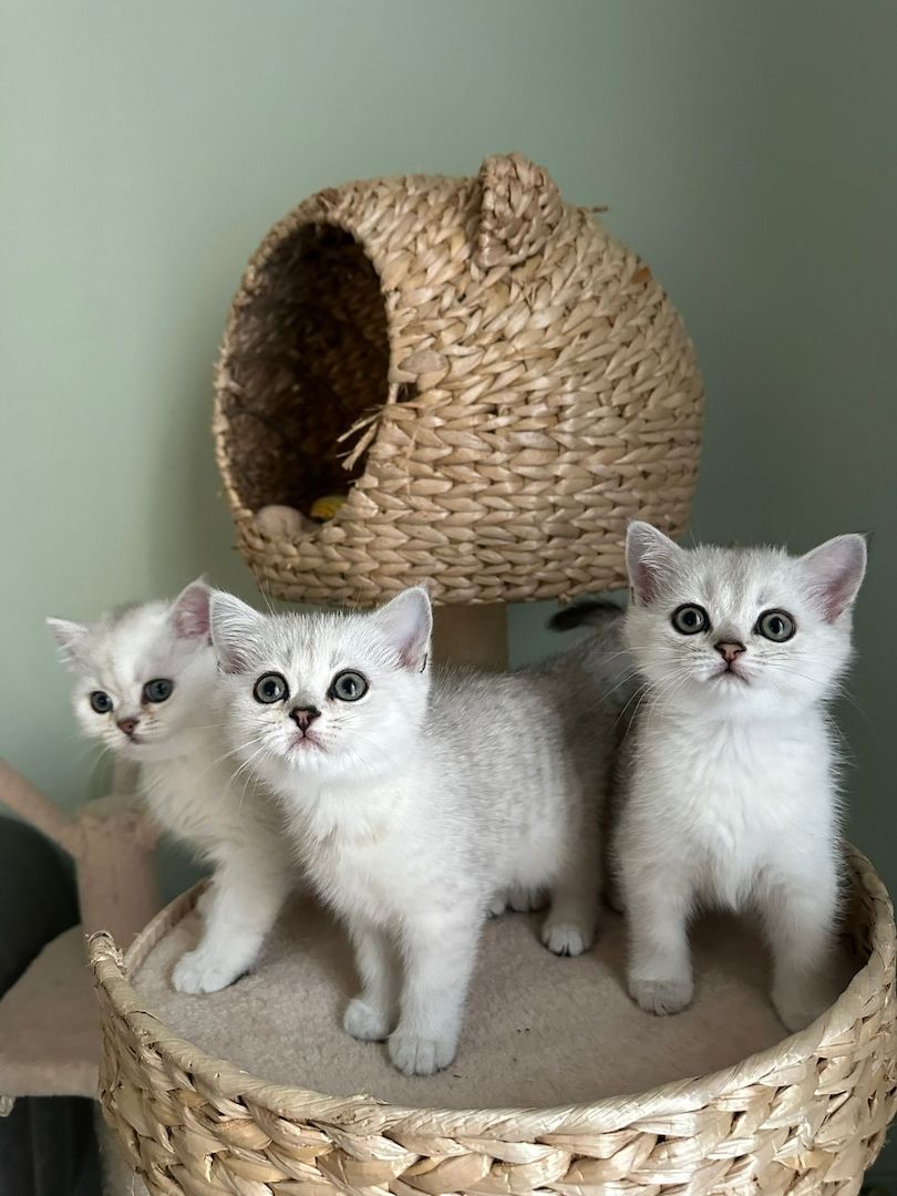 Reinrassige Britisch Kurzhaar Kitten - Silver Shaded abzugeben