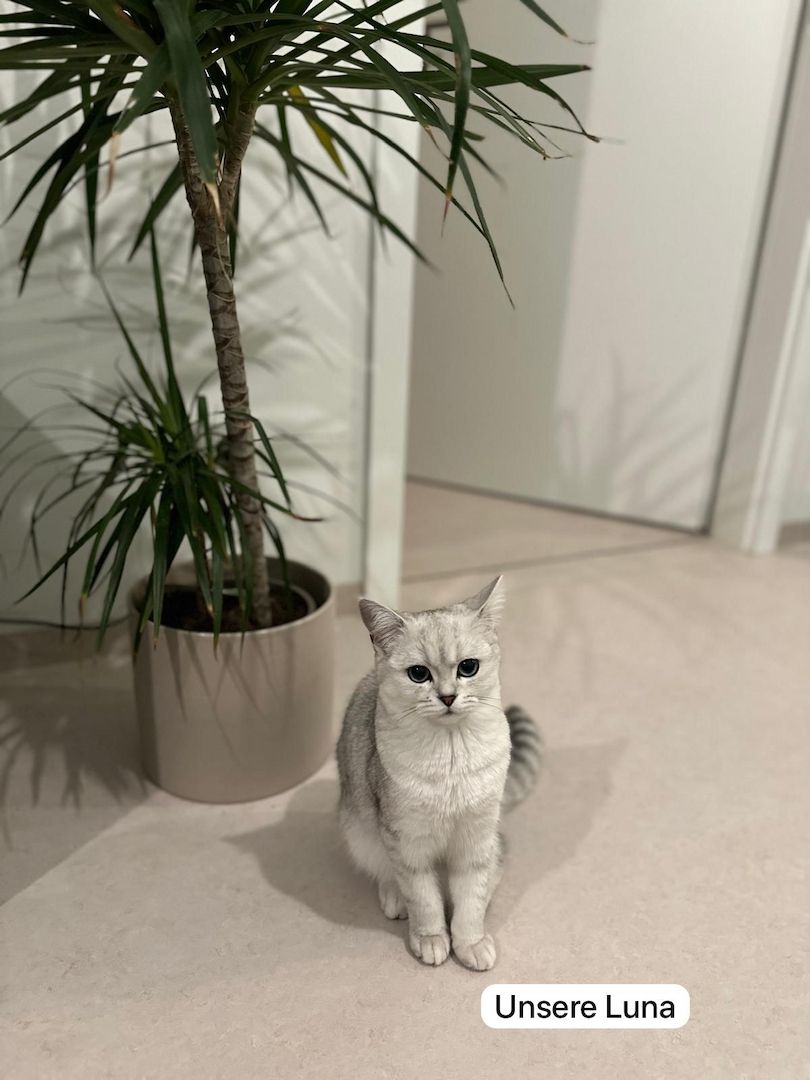 Reinrassige Britisch Kurzhaar Kitten - Silver Shaded abzugeben