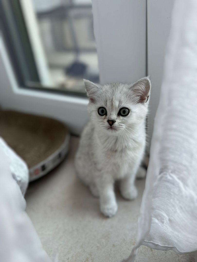 Reinrassige Britisch Kurzhaar Kitten - Silver Shaded abzugeben