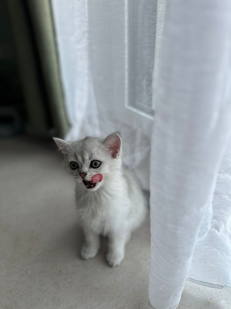 Reinrassige Britisch Kurzhaar Kitten - Silver Shaded abzugeben