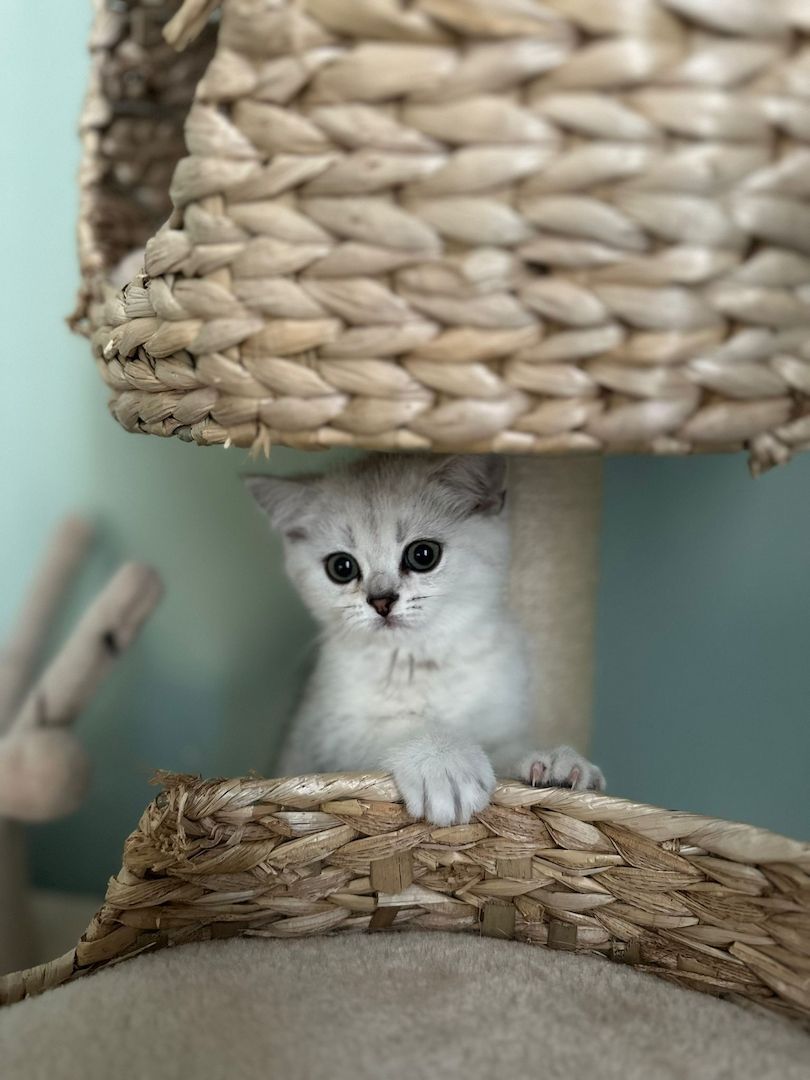 Reinrassige Britisch Kurzhaar Kitten - Silver Shaded abzugeben