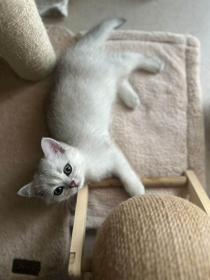 Reinrassige Britisch Kurzhaar Kitten - Silver Shaded abzugeben