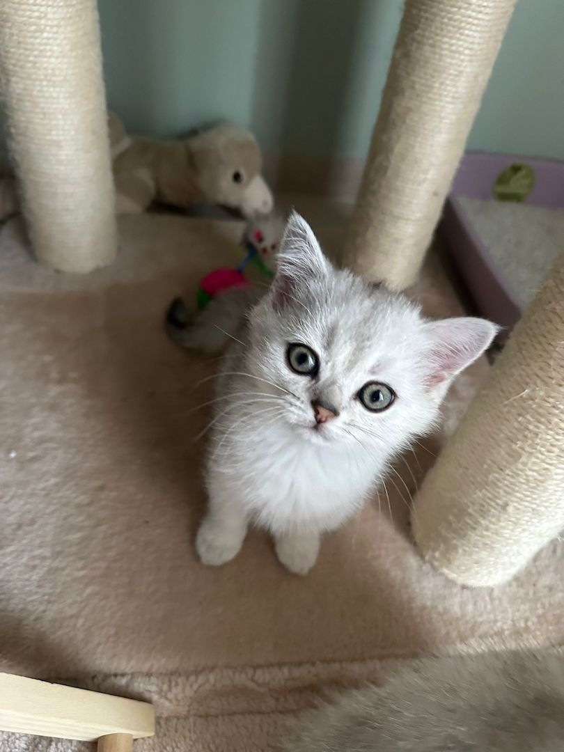 Reinrassige Britisch Kurzhaar Kitten - Silver Shaded abzugeben