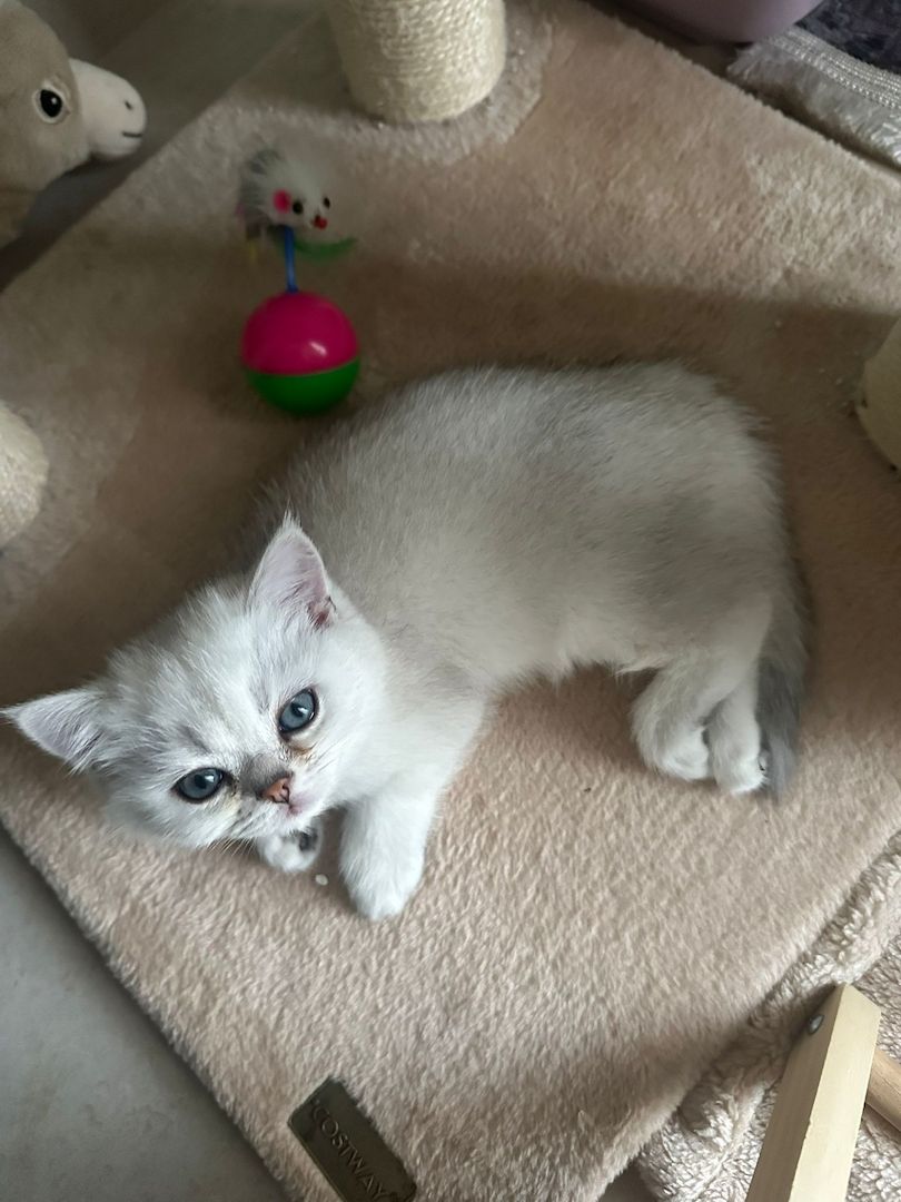 Reinrassige Britisch Kurzhaar Kitten - Silver Shaded abzugeben