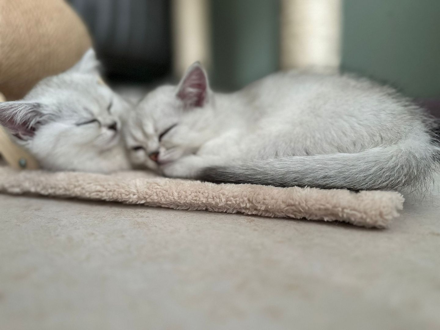 Reinrassige Britisch Kurzhaar Kitten - Silver Shaded abzugeben