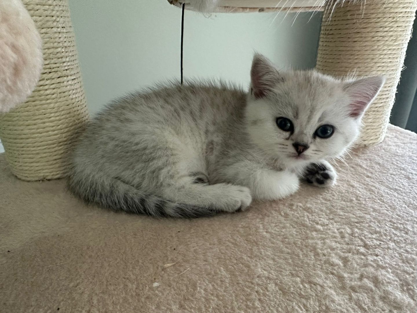 Reinrassige Britisch Kurzhaar Kitten - Silver Shaded abzugeben