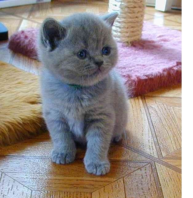 Britisch Kurzhaar Kätzchen zu verkaufen,,