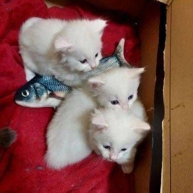 Perserkätzchen zu verkaufen.