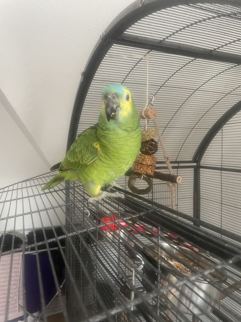 Verkaufe meinen Papageien wegen Familienzuwachs Verkaufe meinen Papageien wegen Familienzuwachs