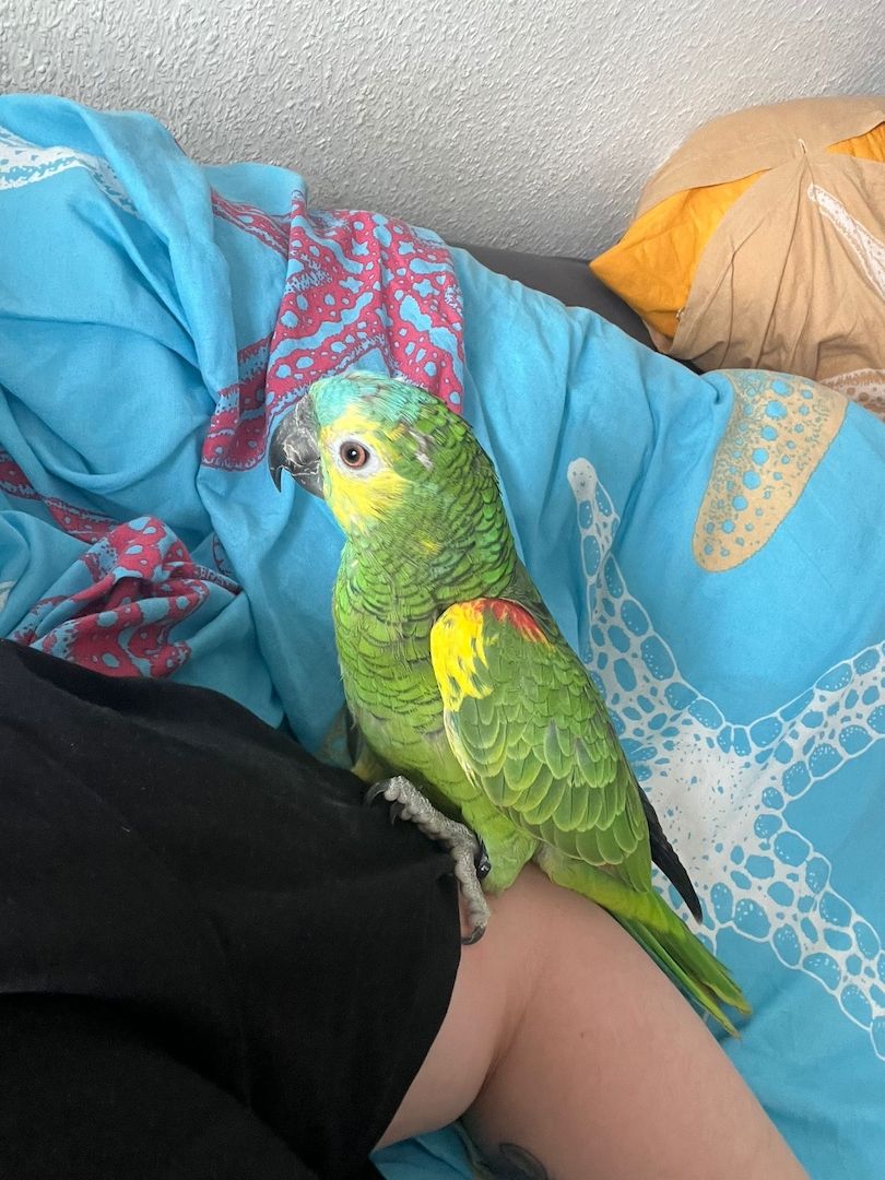 Verkaufe meinen Papageien wegen Familienzuwachs Verkaufe meinen Papageien wegen Familienzuwachs