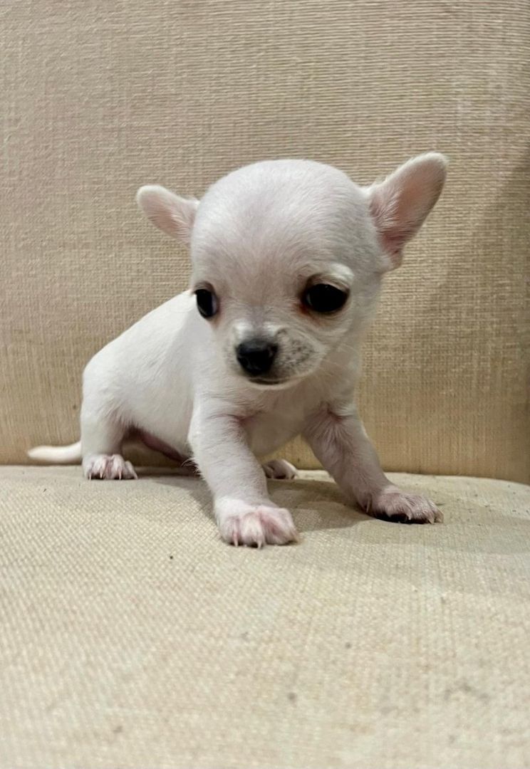 Lang- und kurzhaarige Chihuahua-Welpen