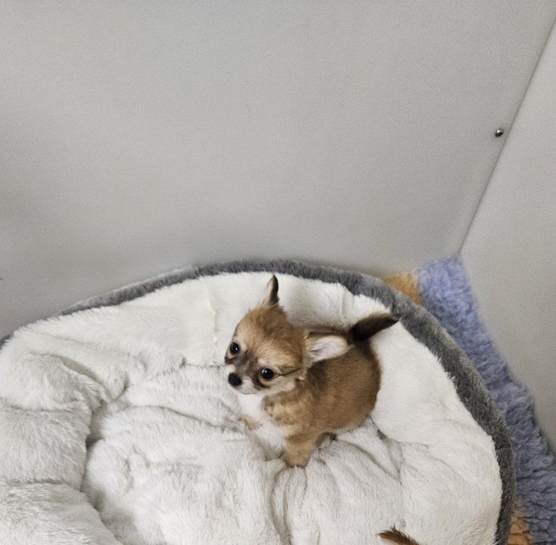 Lang- und kurzhaarige Chihuahua-Welpen