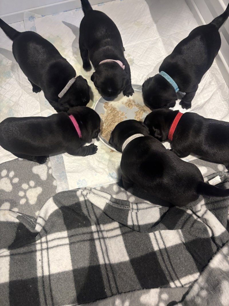 Kc-registrierte Mopswelpen