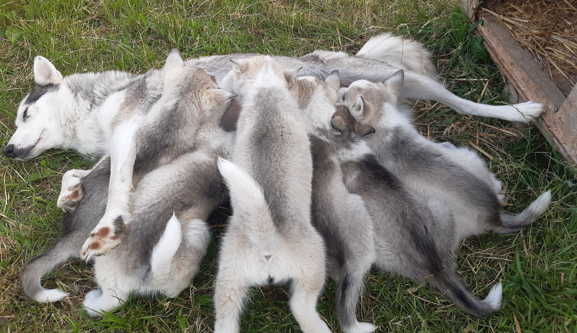 Husky Welpen suchen ihr Zuhause