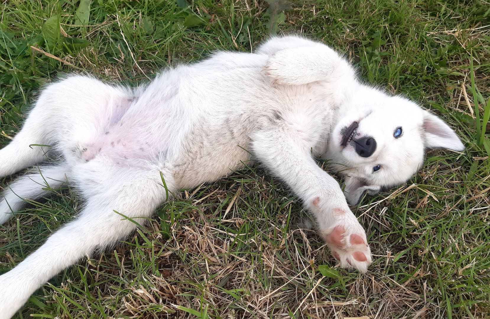 Husky Welpen suchen ihr Zuhause