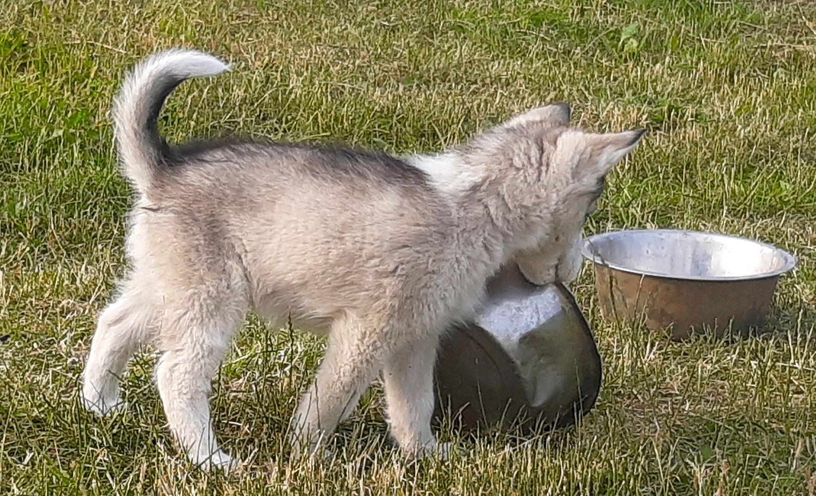 Husky Welpen suchen ihr Zuhause