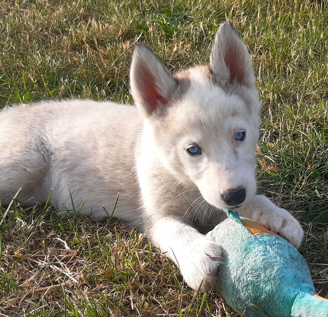 Husky Welpen suchen ihr Zuhause