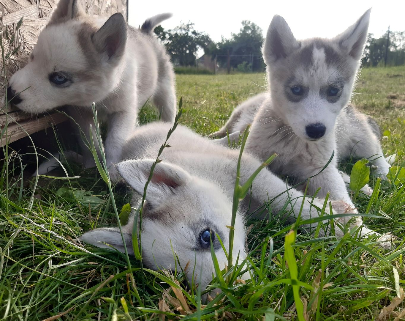 Husky Welpen suchen ihr Zuhause