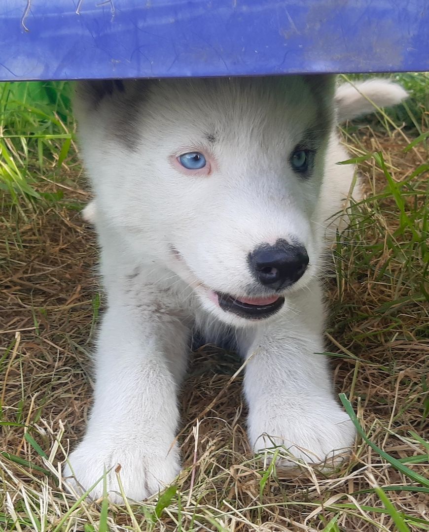 Husky Welpen suchen ihr Zuhause