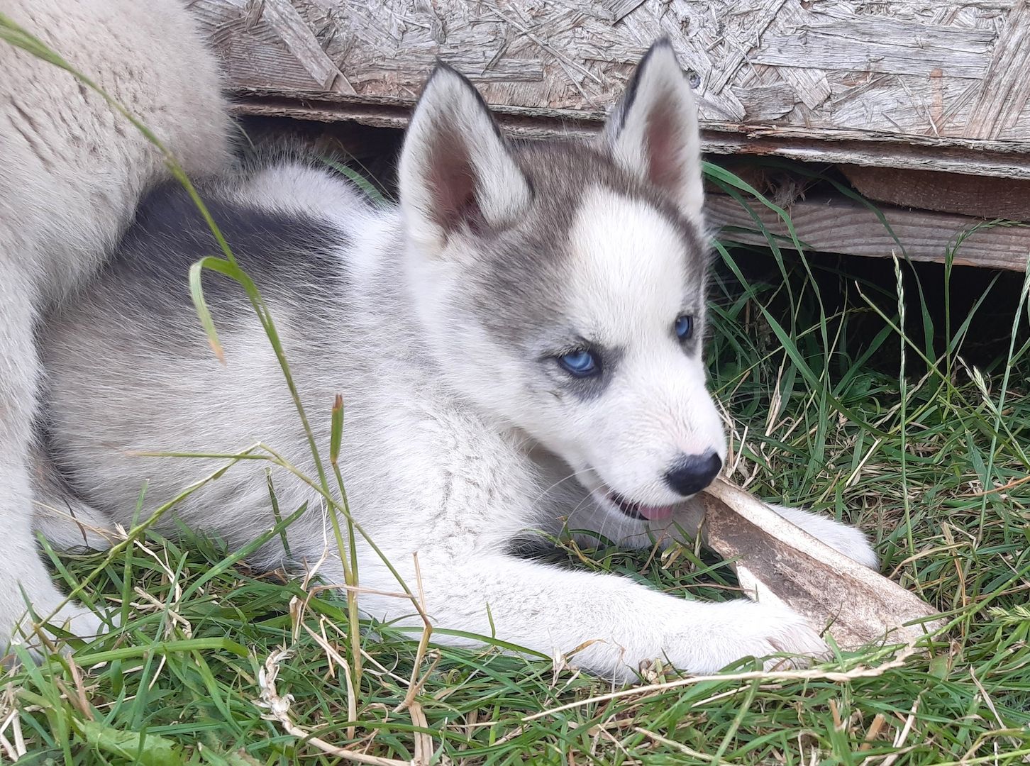 Husky Welpen suchen ihr Zuhause