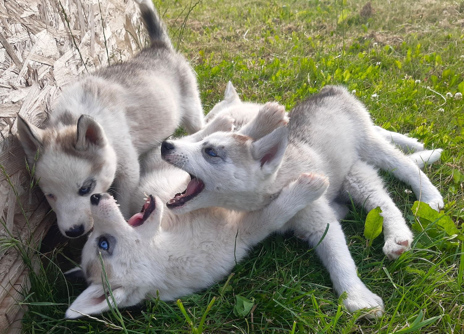 Husky Welpen suchen ihr Zuhause