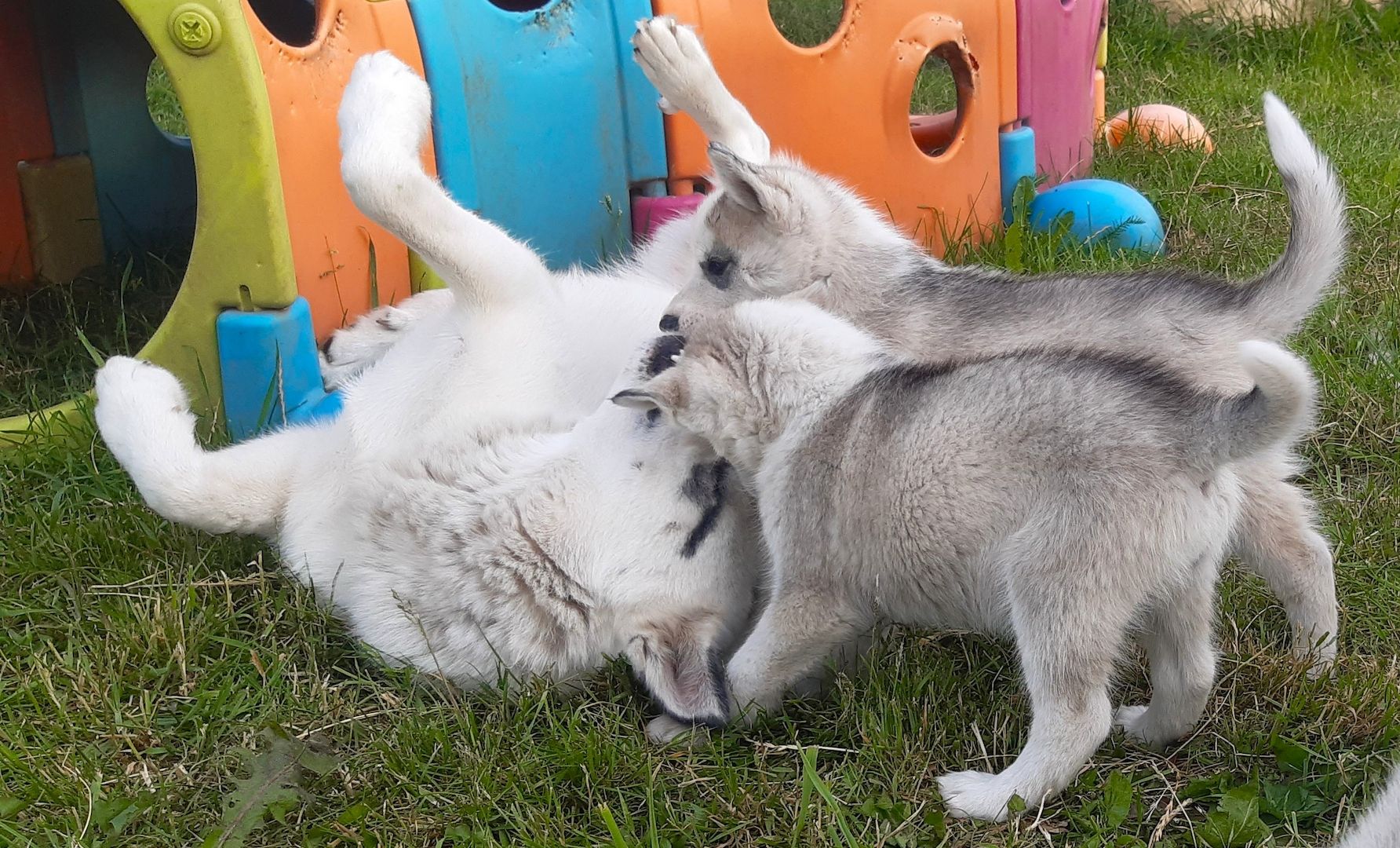 Husky Welpen suchen ihr Zuhause