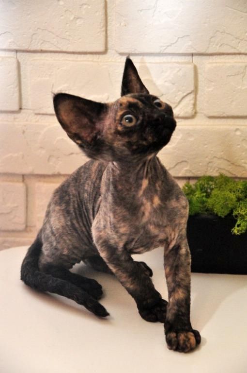 Reinweiße und reinschwarze Devon Rex suchen ihr neues Zuhause