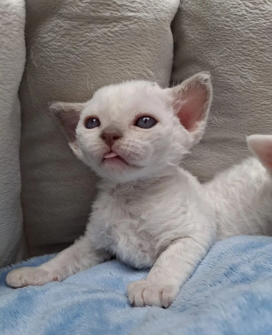 Reinweiße und reinschwarze Devon Rex suchen ihr neues Zuhause