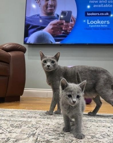 Blauäugige Russisch Blau Katzen