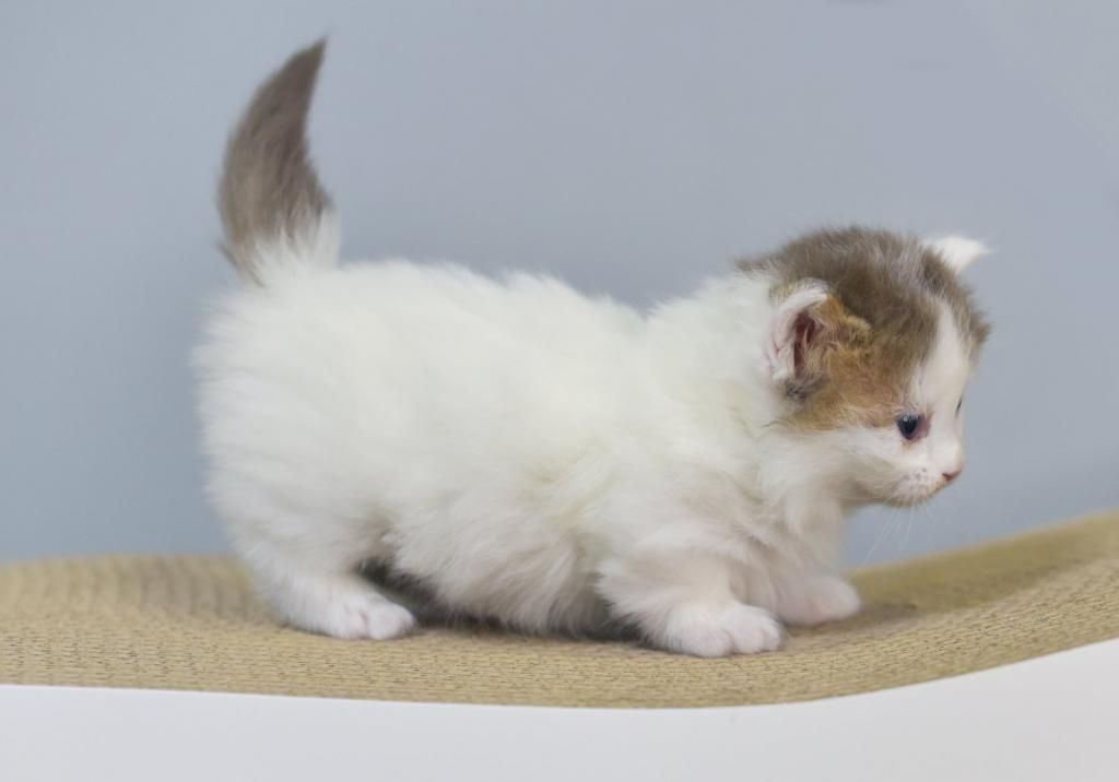 Kurzbeinige Munchkin Kätzchen zu verkaufen