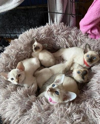 Siamkatzen Kätzchen zu vermitteln