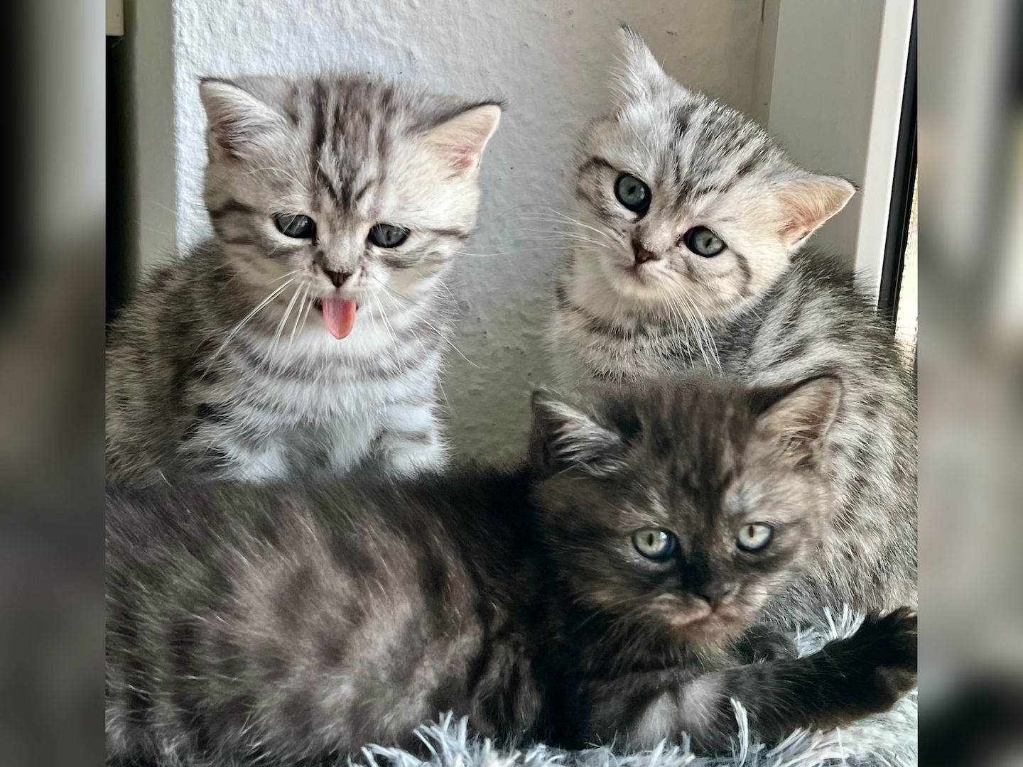 BKH Kitten reinrassig geimpft entwurmt und zuckersüß abzugeben