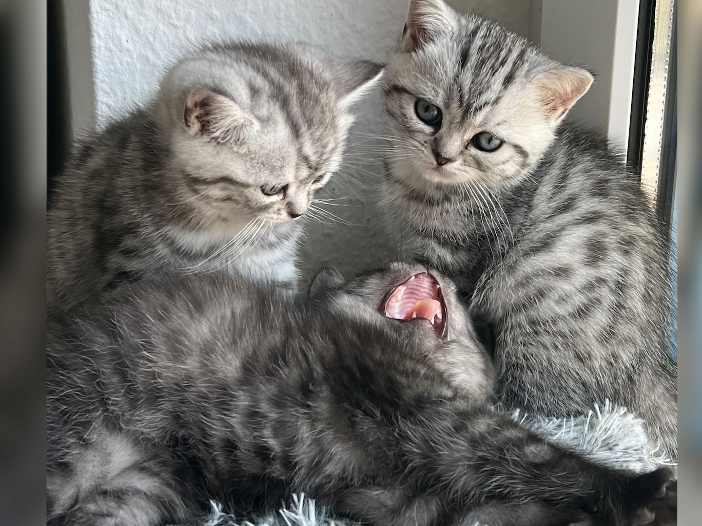 BKH Kitten reinrassig geimpft entwurmt und zuckersüß abzugeben