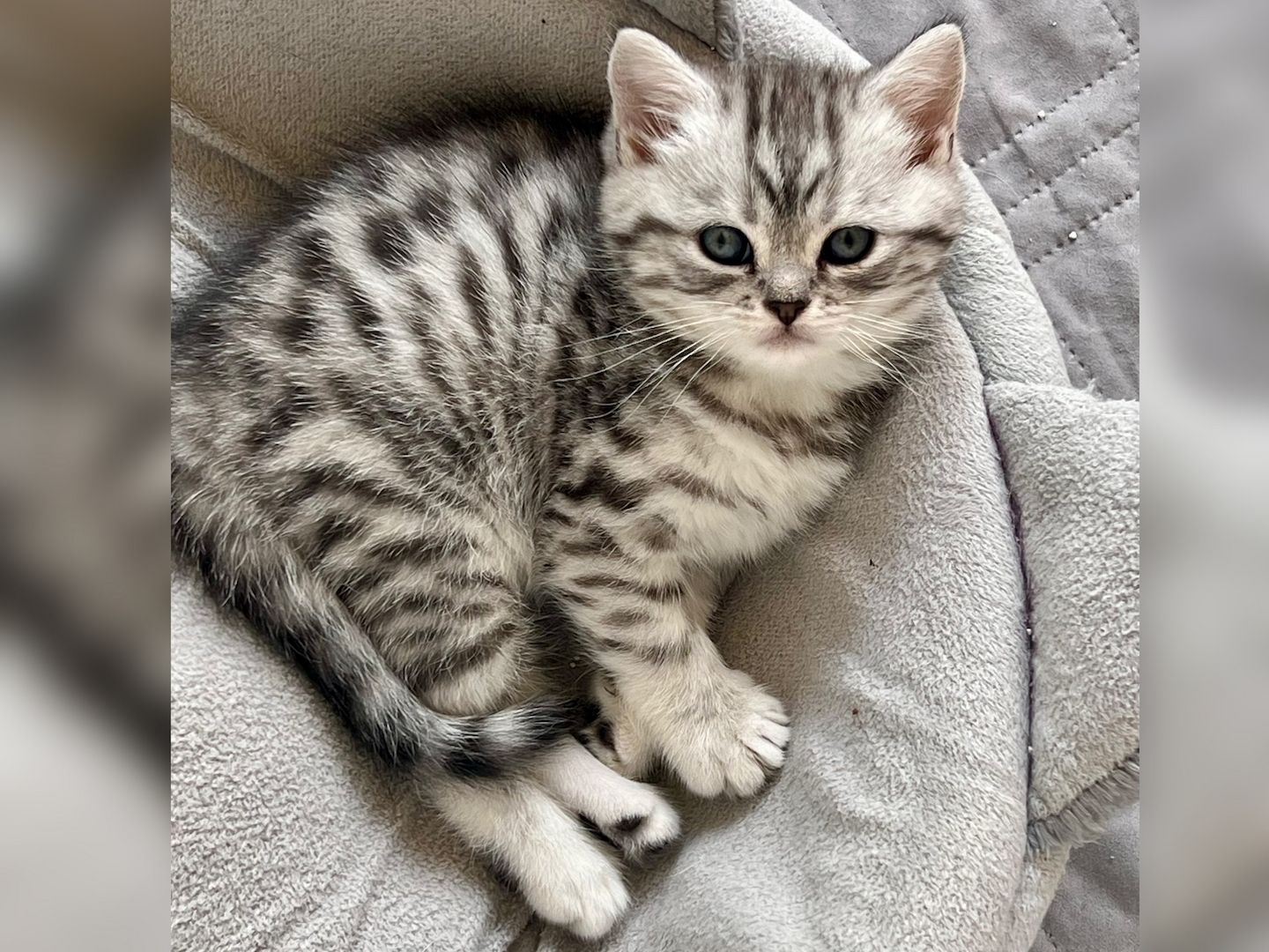 BKH Kitten reinrassig geimpft entwurmt und zuckersüß abzugeben