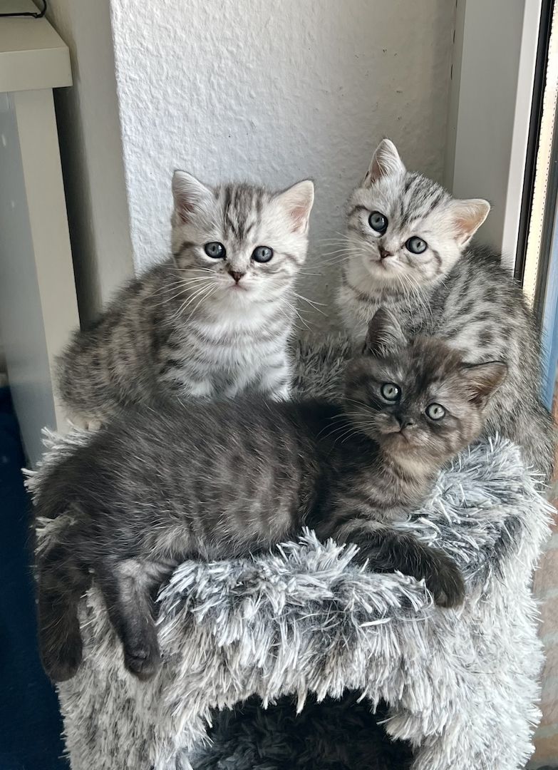 BKH Kitten reinrassig geimpft entwurmt und zuckersüß abzugeben