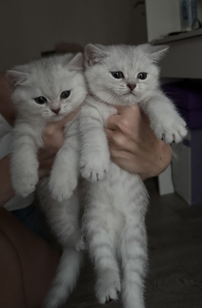 BKH Kitten abgabereit