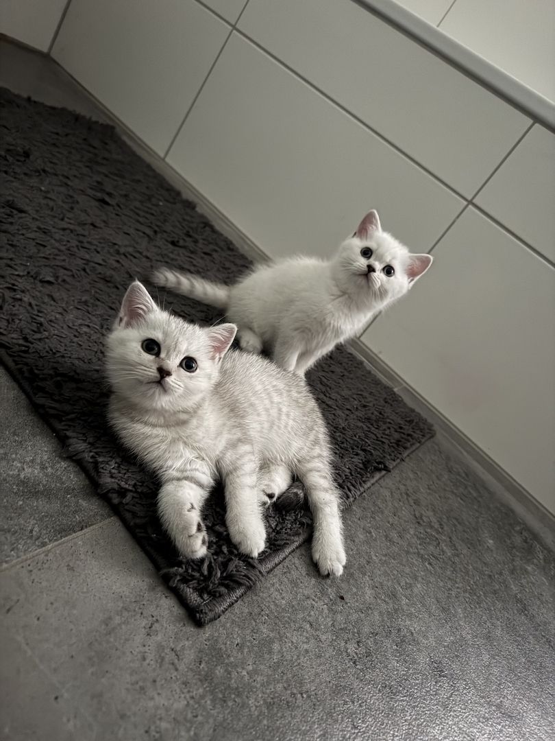 BKH Kitten abgabereit