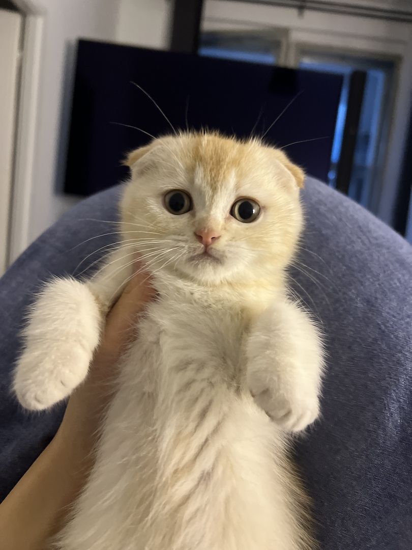 Wir suchen ein liebevolles neues Zuhause für unser 12 Wochen altes Katerchen.